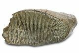 Woolly Mammoth Upper M Molar - North Sea Deposits #298475-2